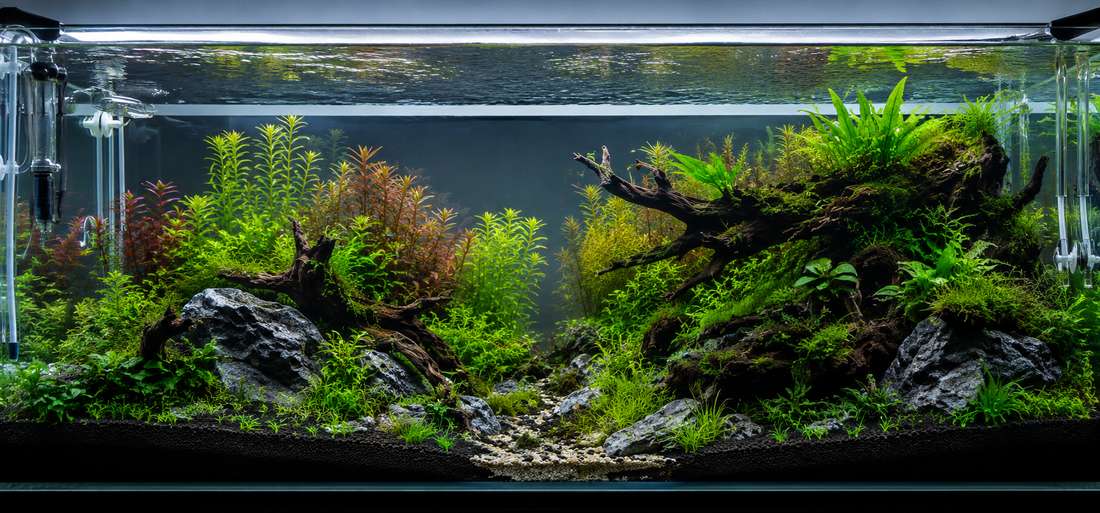 Noch mehr Auswahl für die Aquaristik: Wir erweitern unser Sortiment